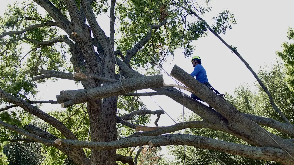 Professional Crown Thinning performed by certified arborists in Java Village