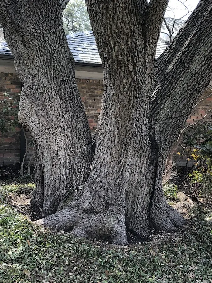 Mature heritage tree close to a Java Village property cared for by certified arborists